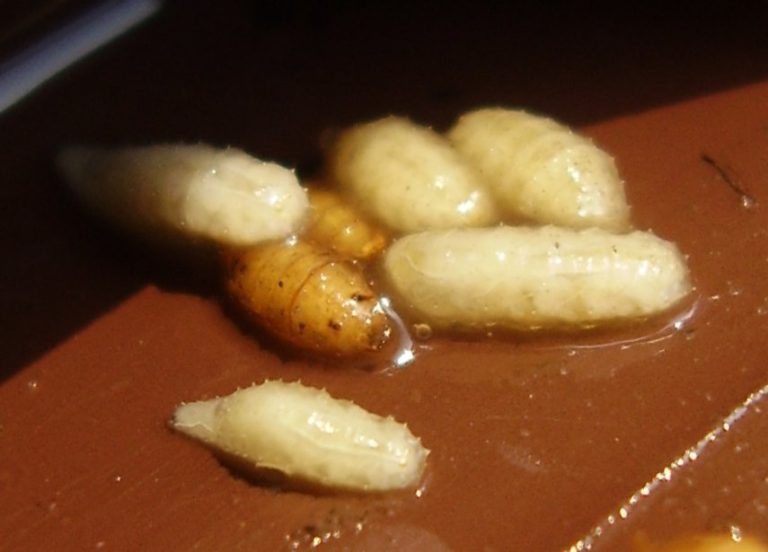 Fruit_fly_larva_and_pupae_01